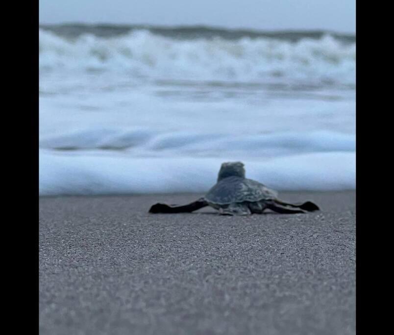 Cocoa, Beach House エクステリア 写真